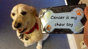 Cancer is my chew toy.  (Sorry about the poor photo editing, I don't have thumbs.)